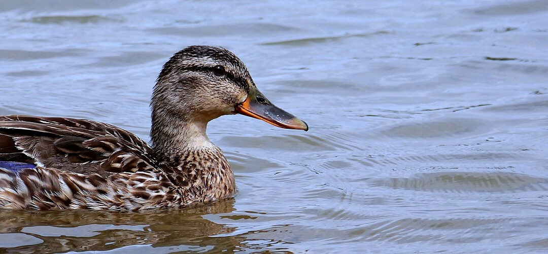 Informace o výskytu ptačí chřipky v Praze