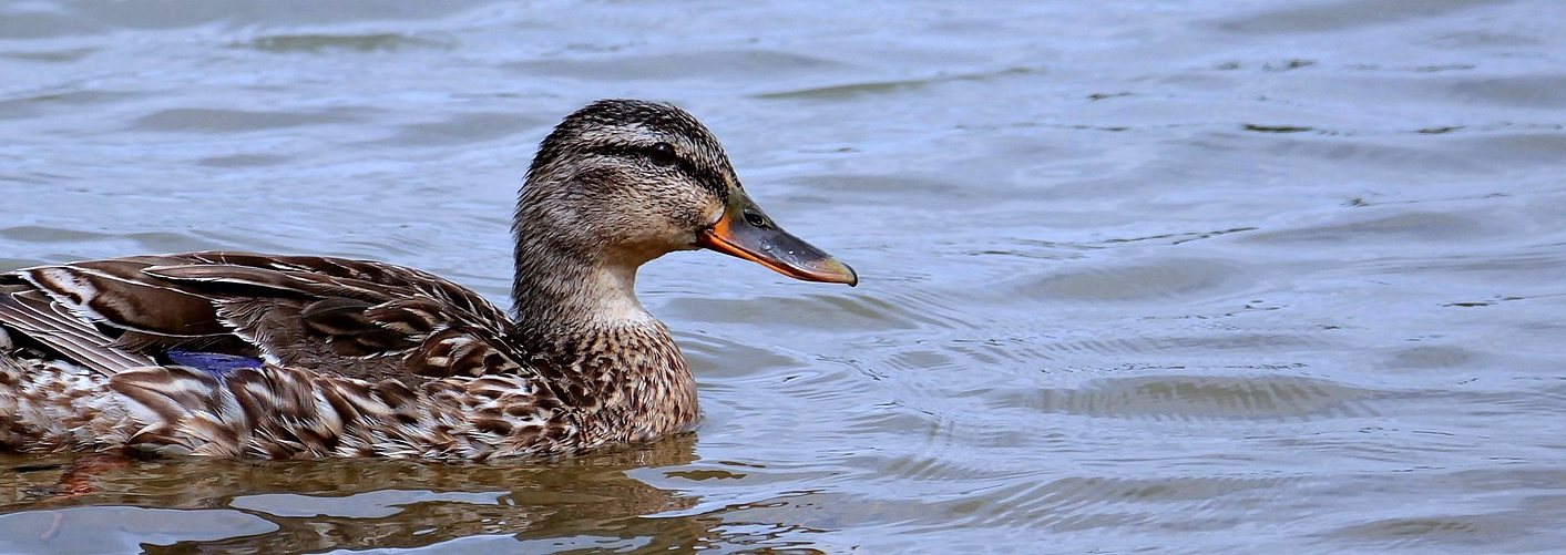 Informace o výskytu ptačí chřipky v Praze