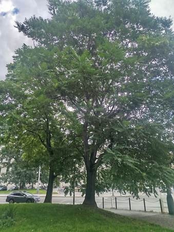 Z náměstí zmizí invazivní dřeviny