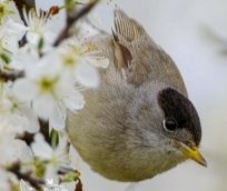 Česká společnost ornitologická si připomíná sté výročí